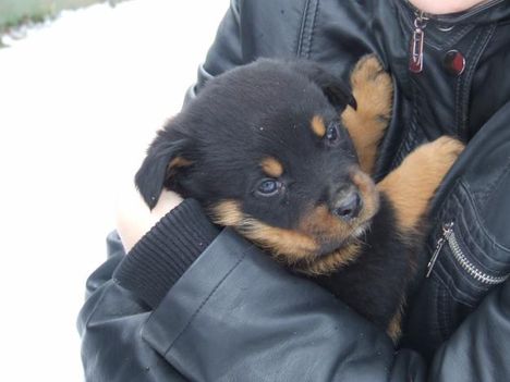 Rottweiler babi