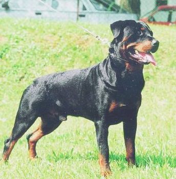 Rottweiler_k