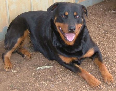 rottweiler-buffy-05