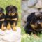 Rottweiler-Puppies-Pictures