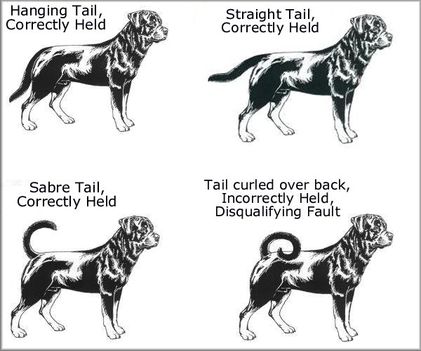 rottweiler-tail-standard