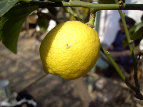 Szüleim citromfáján termett 