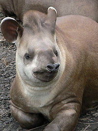 tapir 1