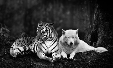 tiger_and_wolf_by_tyrondane-d6x8a62