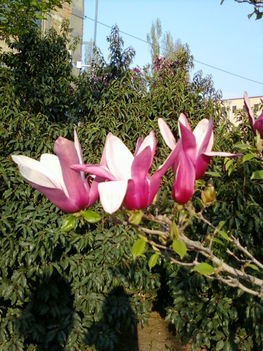 tulipánfa