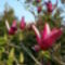 tulipánfa színei