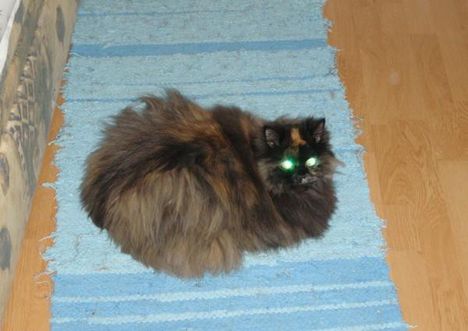 Világítós szemű cica!