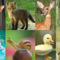 Állatok világnapja