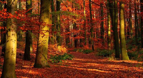 Ó,hogy szalad az ősz..:Dáma Lovag Erdős Anna
