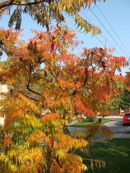 Az ősz  beszínezi a fákat