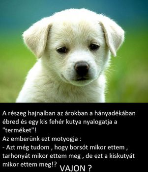 Kutya !