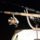 Labrador_001_1955424_5795_t