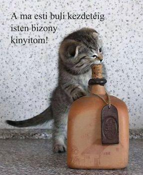 Szívós macsek!