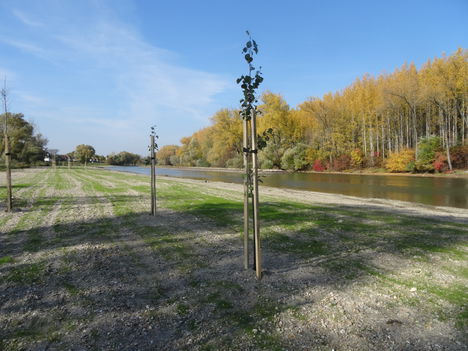 Mecsér, Mosoni-Duna folyó belterületi szakasza, 2015. október 27.-én