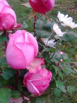 Az utolsó szál rózsáim