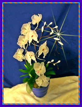 hófehér orchidea mix