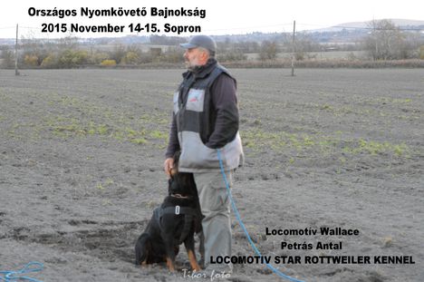 Országos Nyomkövető Bajnokság Sopron, Rottweiler