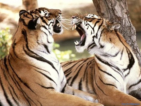 tigrisek, ha beszélgetnek :-))