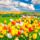 Tulipanfold0276_1958252_4408_t