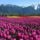 Tulipanfold0846_1958242_1590_t