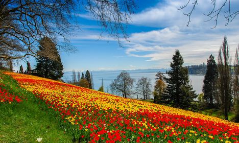 Tulips Lake Scenery Many-4532