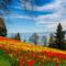 Tulips Lake Scenery Many-4532