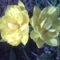 duplaszirmú tulipán