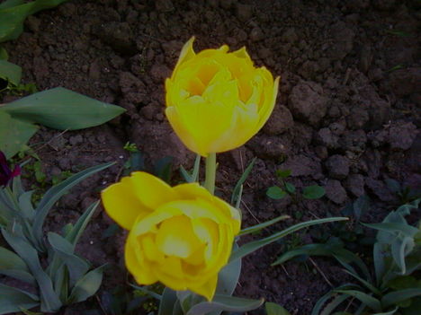 duplaszirmú tulipán
