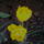 Duplaszirmu_tulipan_195632_51456_t
