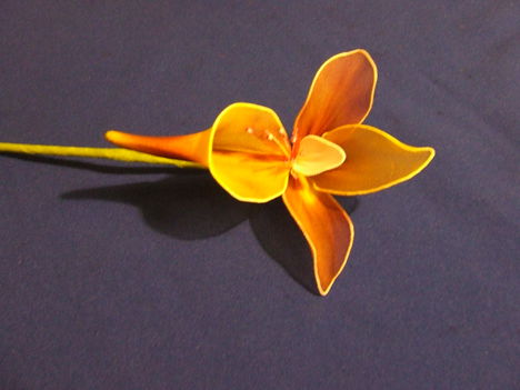 kacsós orchidea