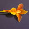 kacsós orchidea