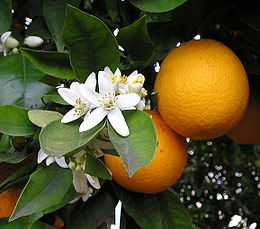 narancs 1