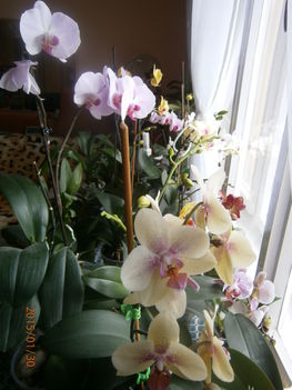 Orchideás ablakom.