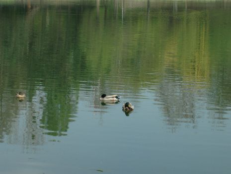 Úszkáló kacsák