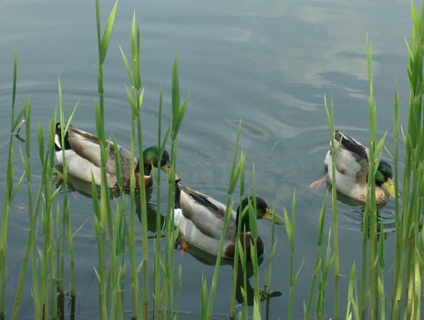 Úszkáló kacsák 4