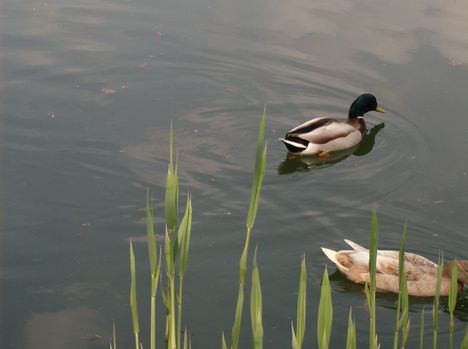 Úszkáló kacsák 5