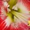 amaryllis-1058100_960_720