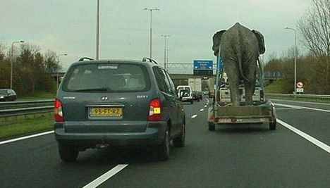 Elefánt az utánfutóban!