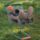Majd_megalmodom_hogy_mit_vegyek_1963636_2187_t