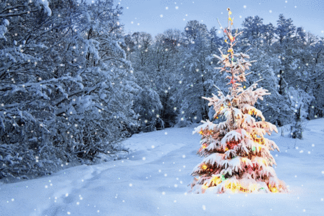 Christmas tree stands out brightly against-gif