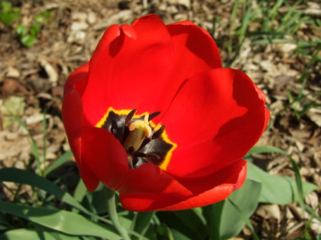 Horoměřice,_Na_Skalce,_červený_tulipán