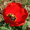 Horoměřice,_Na_Skalce,_červený_tulipán