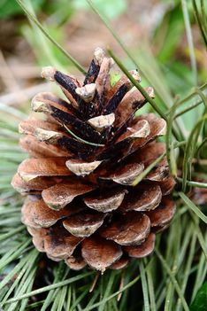 pine-cones-833372_960_720