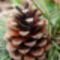 pine-cones-833372_960_720