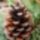 Pinecones833372_960_720_1964731_8407_t