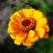 szédült-sárga-virág
