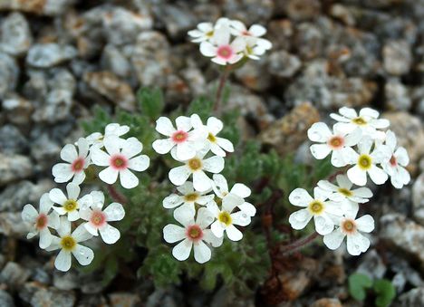 Androsace villosa