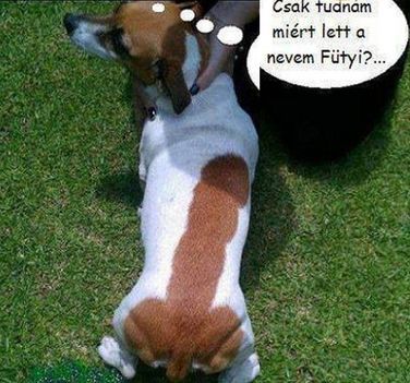 Fütyi!