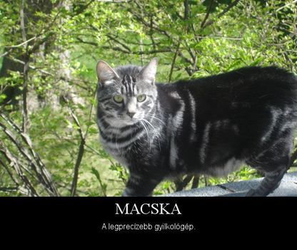 Macska!