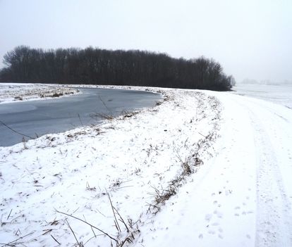 Lajta folyó főmeder 2016. január 06.-án, övzátony a balparti benádasodott padkán
